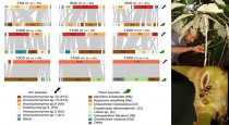 Interaction web between plants (bottom) and ants (top) from 700 to 1500 m asl.