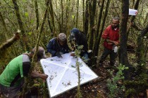 Sampling insects from the foliage using a beating tray