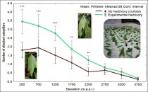 Rate of attack (mostly by birds and ants) on plasticine caterpillars: caterpillars are safer on intact than damaged foliage, and predation pressure decreases with elevation