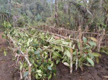 Ficus saplings waiting to be transplanted 500 elevation m above or below their natural range