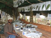 BRC paraecologist Andrew Kinibel rearing insects at Mt Wilhelm