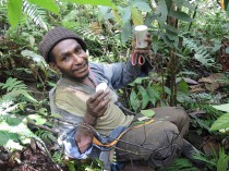 Sampling insects from Ficus trees