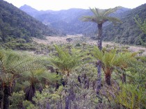 Tree ferns near the tree line at Mt. Wilhelm