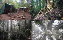 Forest at Memeku, 1200 m asl. station