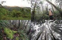 Forest at Bananumbo, 1700 m asl. station