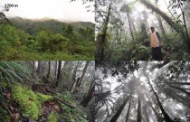 Forest at Bananumbo, 1700 m asl. station