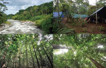 Forest at Kausi, 200 m asl. station