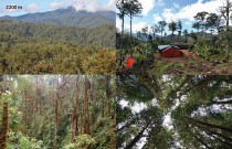 Forest at Sinopas, 2200 m asl. station