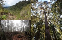 Forest at Kiangimangi, 2700 m asl. station