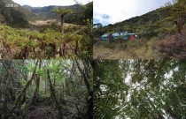 Forest at Kombunomambuno, 3200 m asl. station