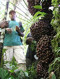 papua-new-guinea-languages-07