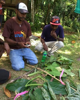 Examining plant vouchers.