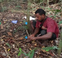 Dominic Rinan surveying seedlings in a permanent plot.