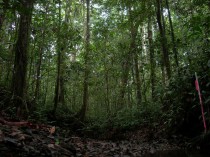 Pristine forest in Wanang.