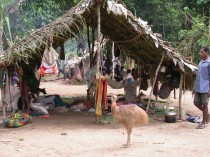 A village siesta scene with a pet cassowary chick.