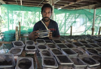 Rearing insects from rainforest seeds.