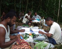 Office in the forest: processing botanical samples in Wanang.