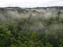 Wanang rainforest (Photo M. Leponce) Leponce.jpg Luda Paul redies a light traps used to sample insects in the Wanang forest (Photo M Leponce).