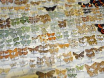 Moths reared from caterpillars feeding on Wanang rainforest trees.