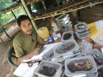 Ruma Umari, Wanang specialist on insects, is rearing insect pests from the fruits of rainforest trees.