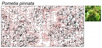 Distribution of ton tree (Pometia pinnata) in the plot.