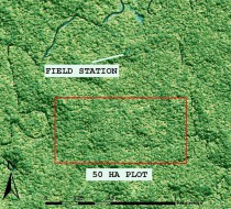 The plot, and nearby research station, are situated in pristine lowland rainforest.