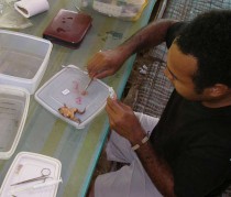 Frogs – the least known vertebrate group in PNG.