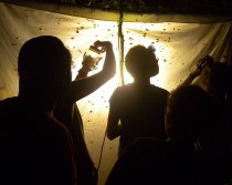 Light in the forest attracts students as well as moths.